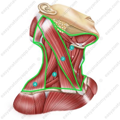 Anatomische Regionen des Halses